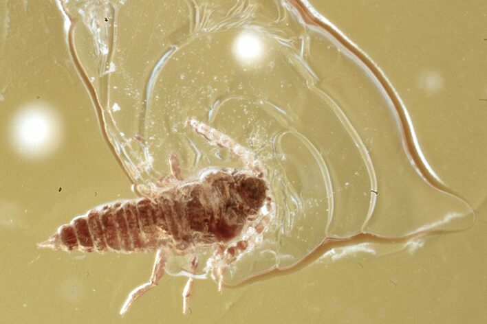 Fossil Wingless Scale Insect (Coccoidea) in Baltic Amber #352841